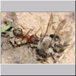 Andrena vaga -x- Waldameise 04.jpg